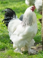 Photo de poule Poule Brahma