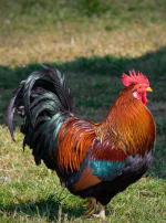 Photo : poule de race Poule de Marans sur Woopets