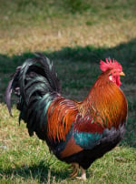 Photo de poule Poule de Marans