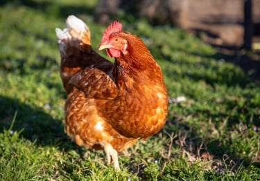 Photo : poule de race Poule rousse sur Woopets