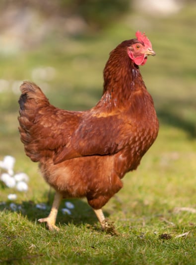 Photo : poule de race Poule rousse sur Woopets