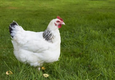 Photo : poule de race Poule Sussex sur Woopets
