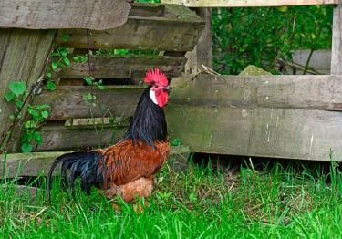 Photo : poule de race Poule Vorwerk sur Woopets