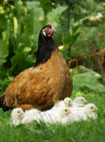 Photo de poule Poule Vorwerk