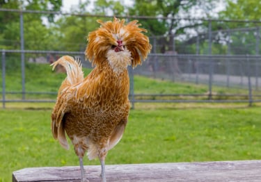 Photo : poule de race Poule de Padoue sur Woopets