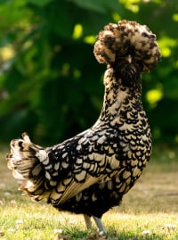 Illustration de la race "Poule de Padoue"