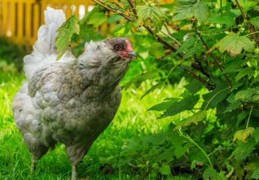 Photo : poule de race Poule Araucana sur Woopets