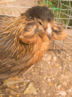 Photo : poule de race Poule Araucana sur Woopets