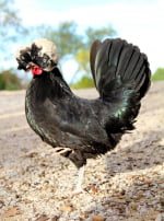 Photo : poule de race Poule Hollandaise Huppée sur Woopets