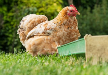 Photo : poule de race Poule Pékin sur Woopets