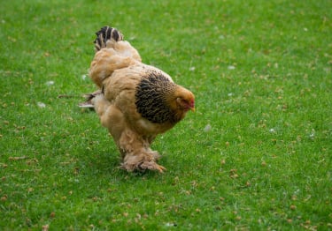 Photo : poule de race Poule Cochin sur Woopets