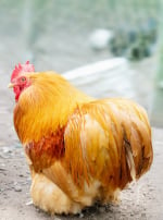 Photo de poule Poule Cochin