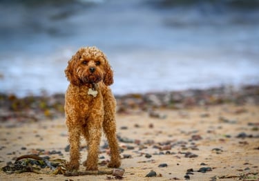 Photo : chien de race Cavapoo sur Woopets