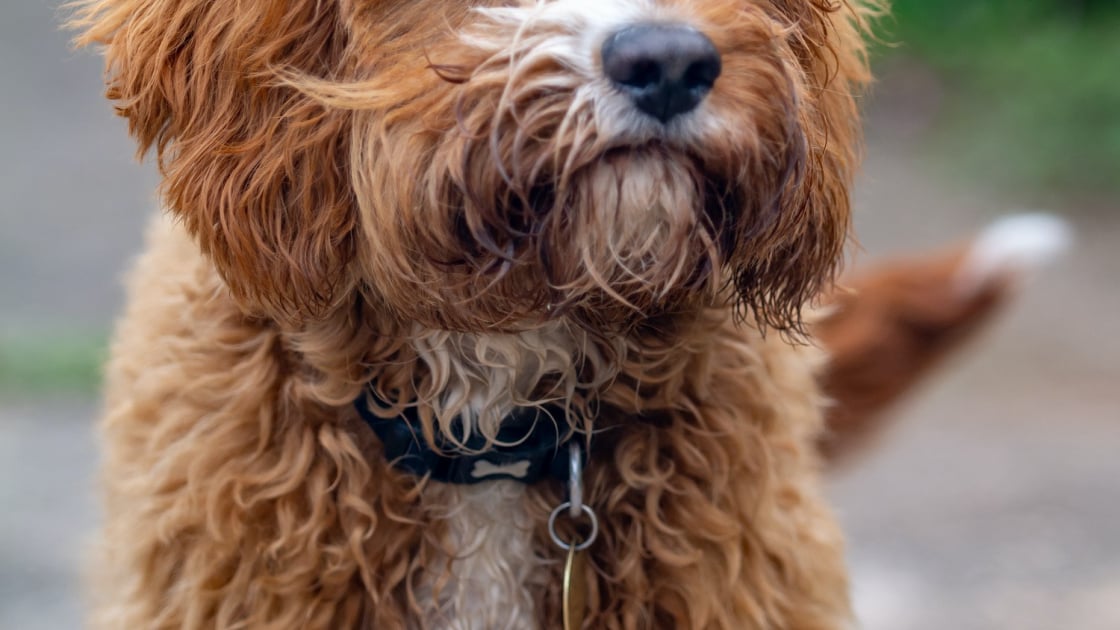 Cavapoo Taille Adulte Pourquoi Acheter Un Cavapoo En élevage