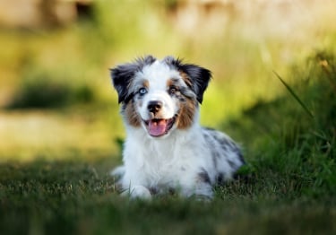 Photo : chien de race Berger Américain Miniature sur Woopets