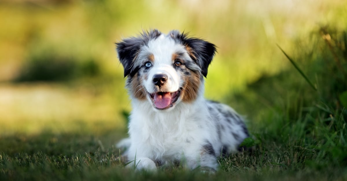 Chiens réalistes assis, berger australien 25 cm