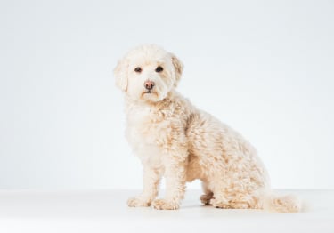 Photo : chien de race Maltipoo sur Woopets