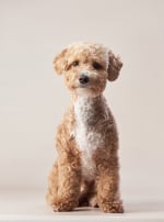 Photo : chien de race Maltipoo sur Woopets