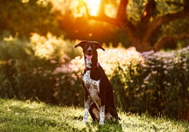 Photo : chien de race Eurohound sur Woopets