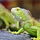 Illustration Iguane