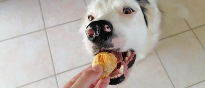 Illustration : "Biscuits à la carotte pour chien"