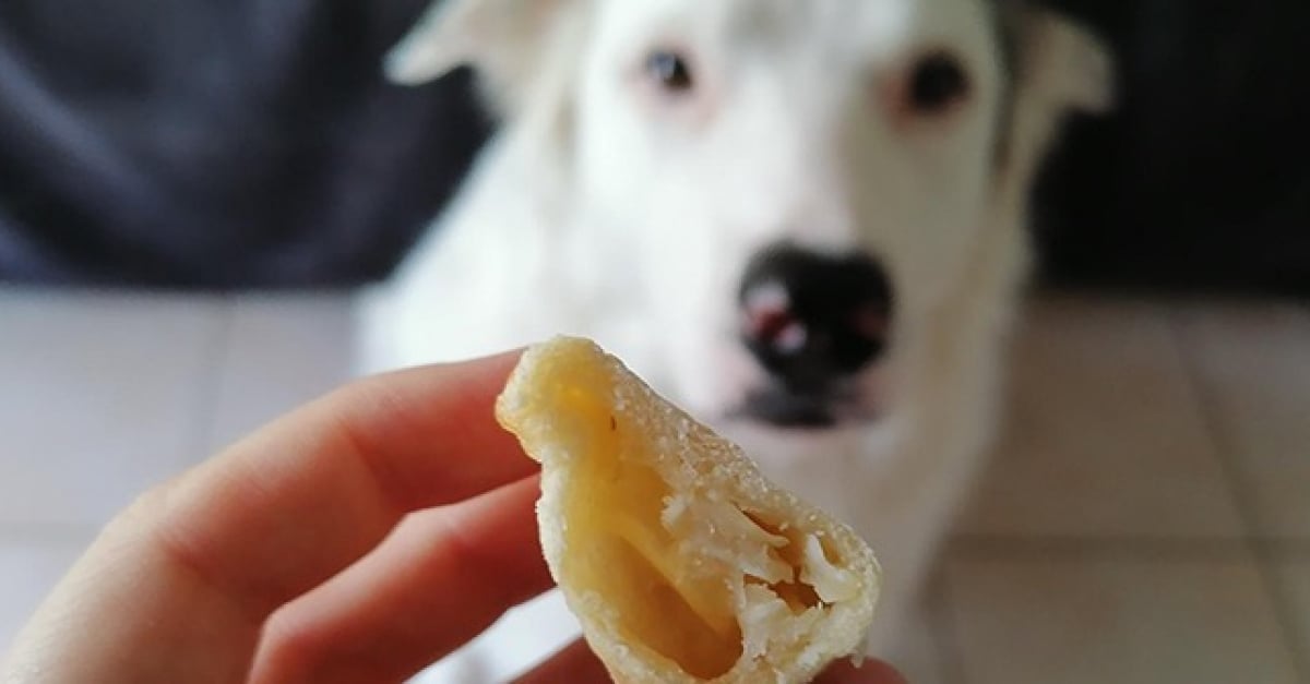 Recette de calzone pour chien