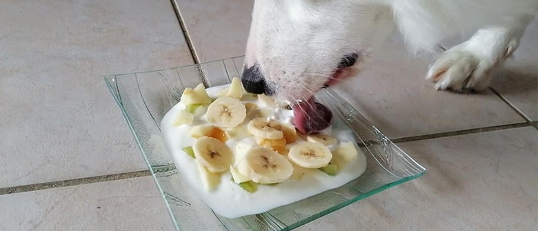 Illustration : "Crème fruitée pour chien"