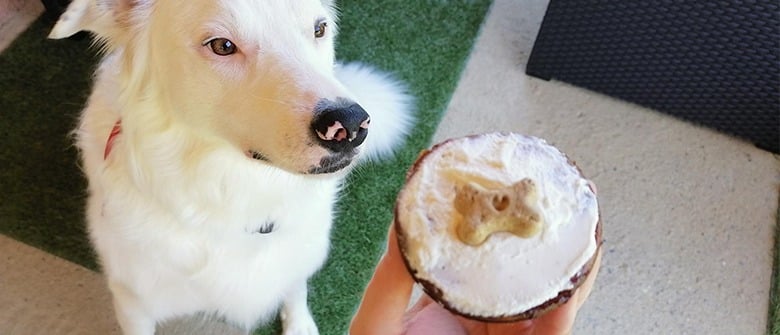 Illustration : "Cupcakes à la banane et au miel pour chien"