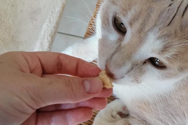 Friandises Au Jambon Pour Chat Decouvrez Notre Recette
