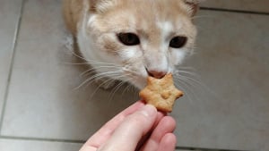 Illustration : "Friandises au thon pour chat"