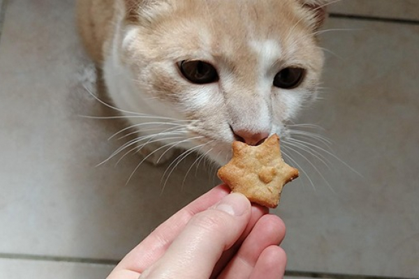 Friandises Au Thon Pour Chat Decouvrez Notre Recette