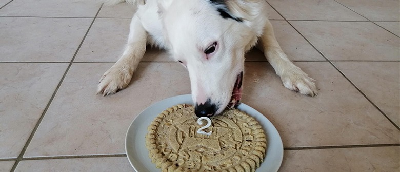 Illustration : "Gâteau d'anniversaire pour chien"