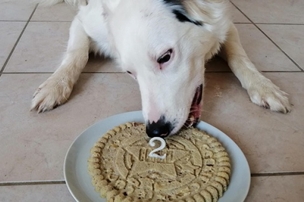 Gateau D Anniversaire Pour Chien Decouvrez Notre Recette Gateau D Anniversaire Pour Chien Decouvrez Notre Recette