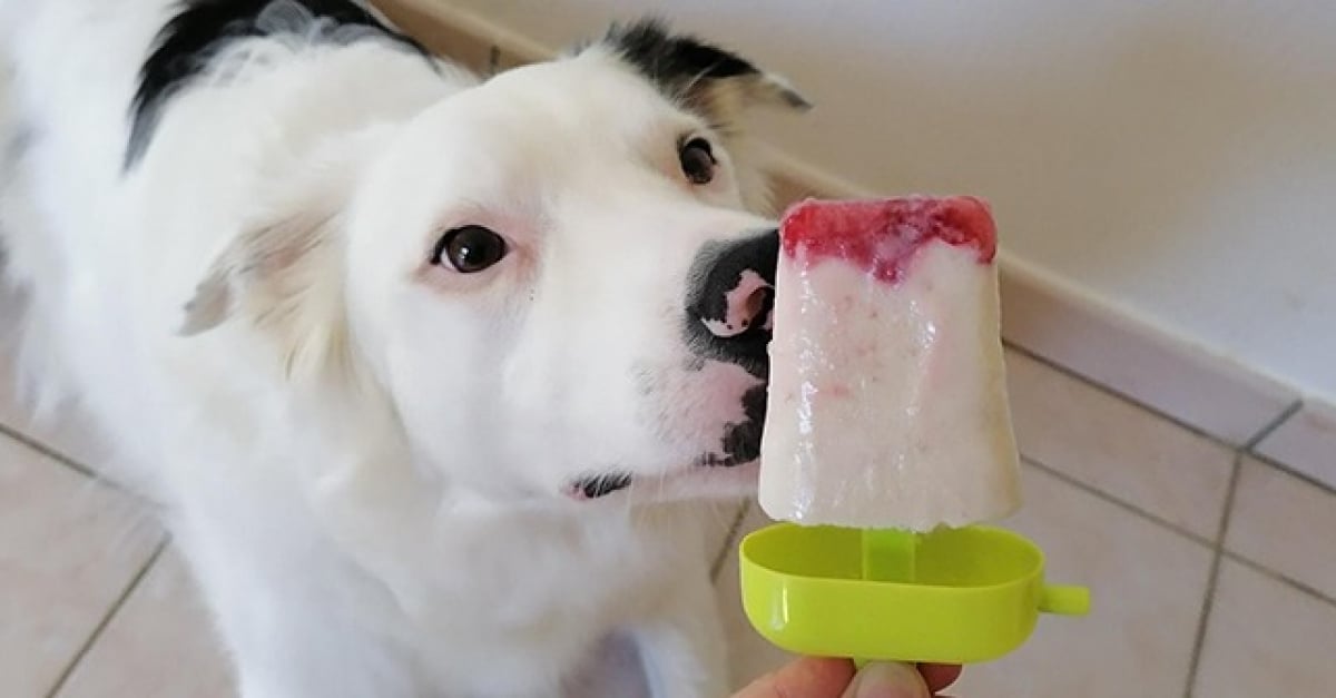 Recette de glace Banane/Fraise au miel pour chien