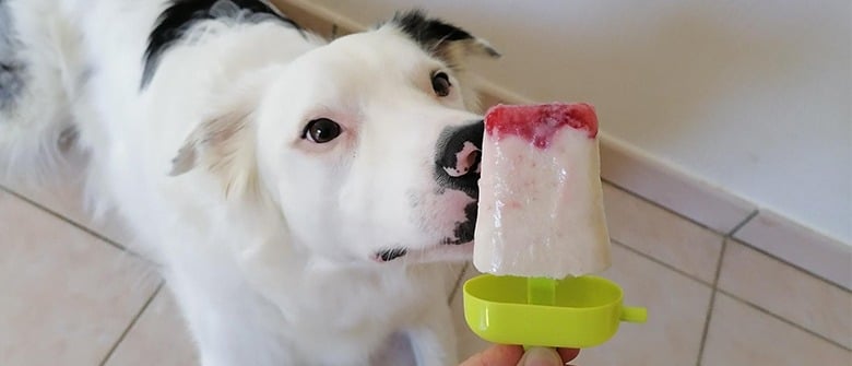 Illustration : "Glace Banane/Fraise au miel pour chien"