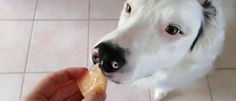 Illustration : "Glaçons au melon pour chien"