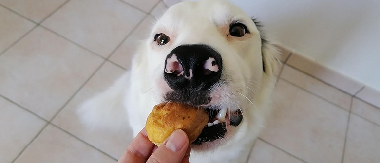 Illustration : "Mini-muffins à la courgette pour chien"