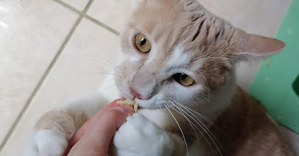 Recette de mini-muffins de la mer pour chat