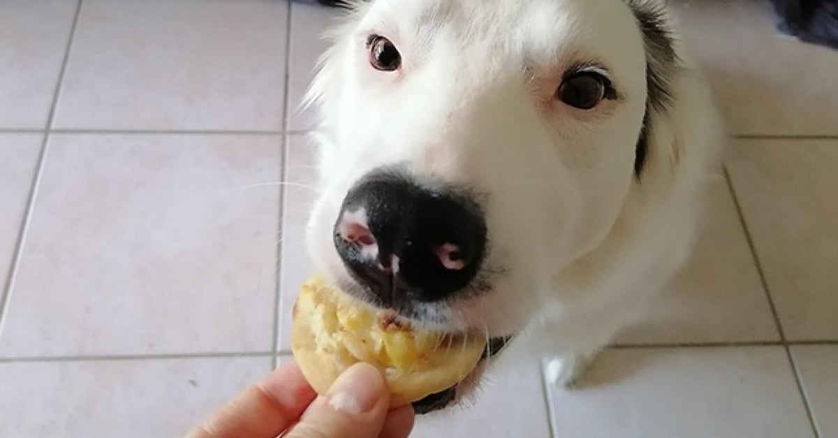 Recette de mini-pizza pour chien