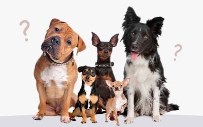 Quelle race de chien vous correspond ?