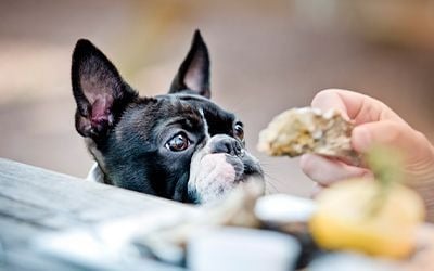 Quels sont les aliments autorisés ou interdits pour votre chien ?