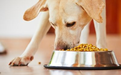 Bien choisir l'alimentation de son chien