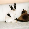 Photo fibi