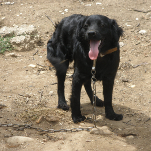 Détection Du Cancer Du Sein Le Flair Des Chiens Efficace à 100