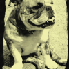 Avatar de sanchopansa