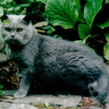 Avatar Gatax
