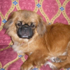 Photo Choupa