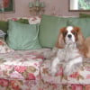 Photo Cachou