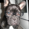 Avatar de Pitou