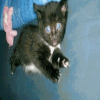 Photo guizmo